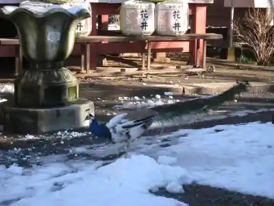 楽法寺（雨引観音）(茨城県)
