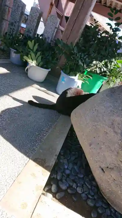 御嶽神社茅萱宮の動物