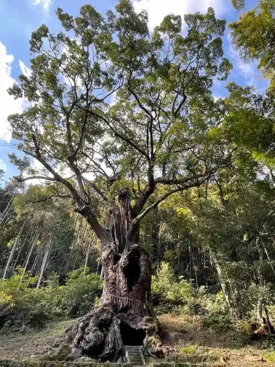 武雄神社の自然