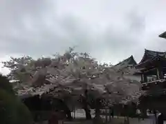 東長寺の自然