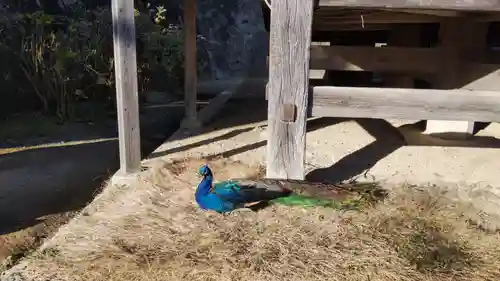 楽法寺（雨引観音）の動物