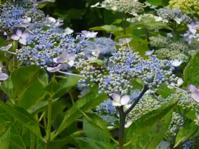 二本松寺の自然