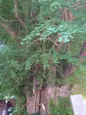 鶴嶺八幡宮の芸術