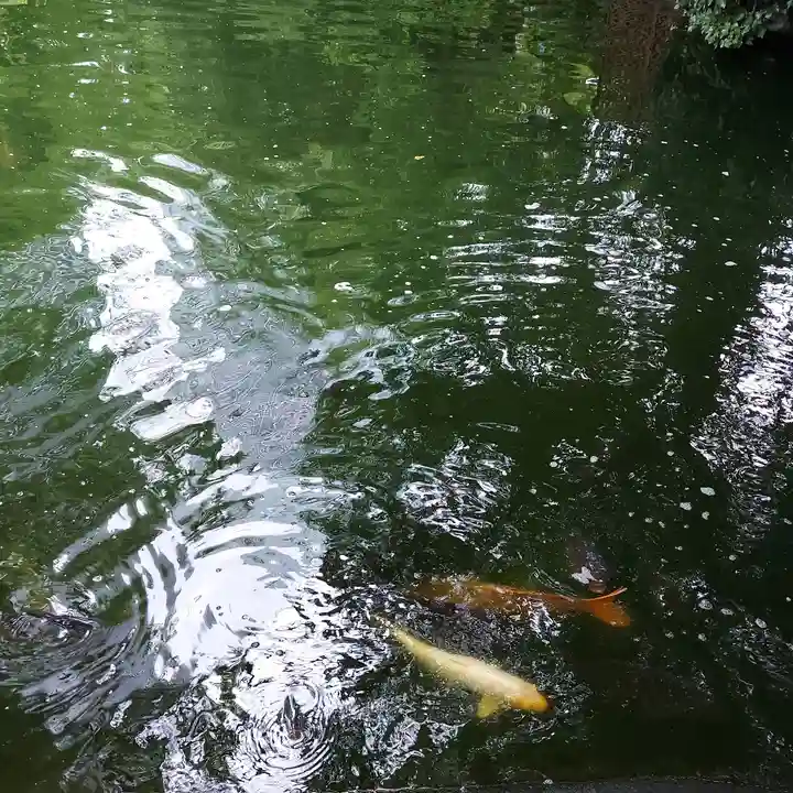 愛宕神社の動物