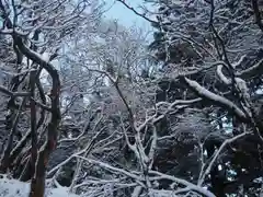 大山阿夫利神社本社の自然