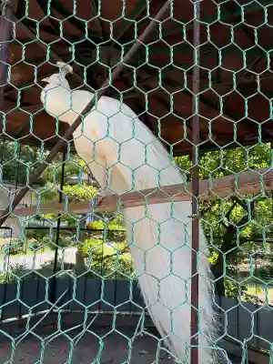 進雄神社(群馬県)
