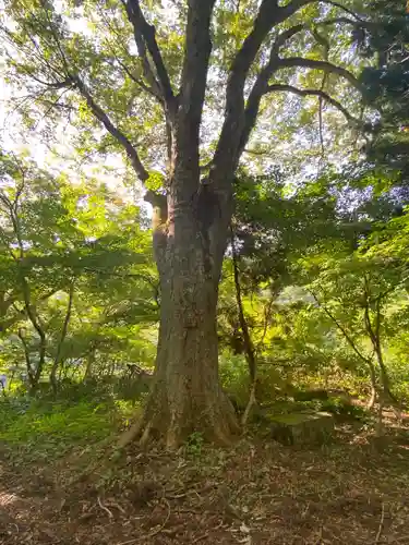 七座神社の自然