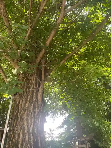 下野 星宮神社(栃木県)
