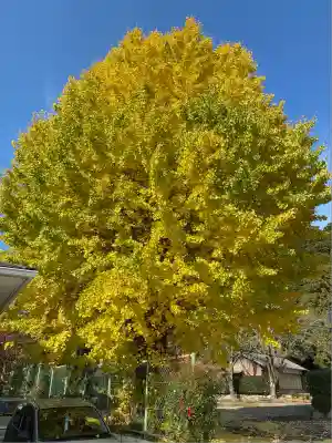 大崎神社(兵庫県)