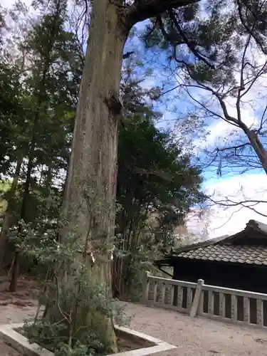 吉御子神社の自然