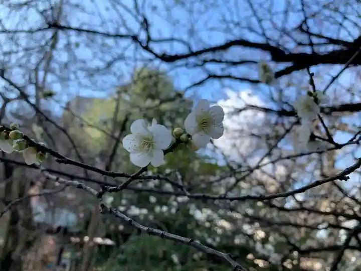 牛天神北野神社(東京都)