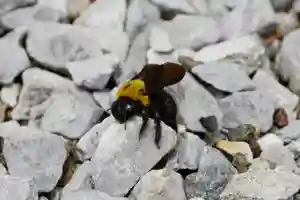 蓮久寺(千葉県)(2024年05月24日(金) 21時03分19秒投稿)