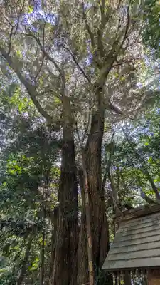 若宮八幡宮(滋賀県)