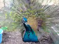 福井県護国神社(福井県)