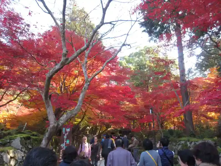 金剛輪寺の自然