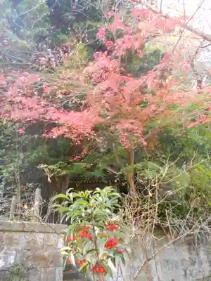 安國論寺(安国論寺)の自然