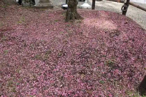 北野天満宮の庭園