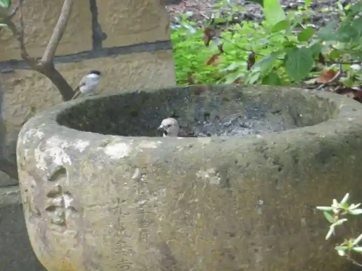 留辺蘂神社の動物