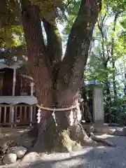 乃木神社の自然