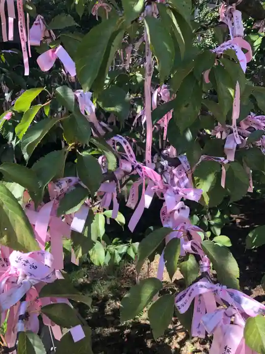 桜神宮の授与品その他