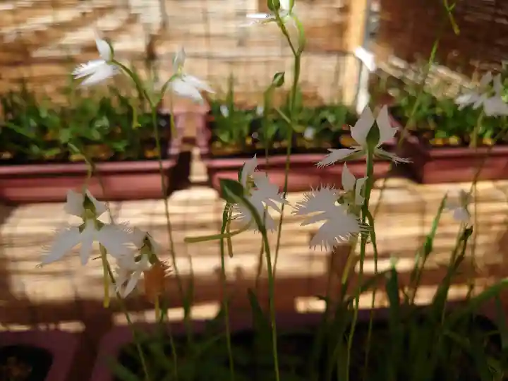 坐摩神社の自然