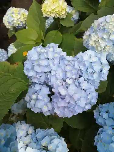 間々田八幡宮の自然