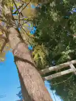 香取神社の自然