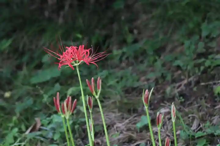 国宝 大法寺の自然
