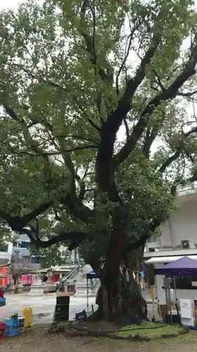 難波神社の自然