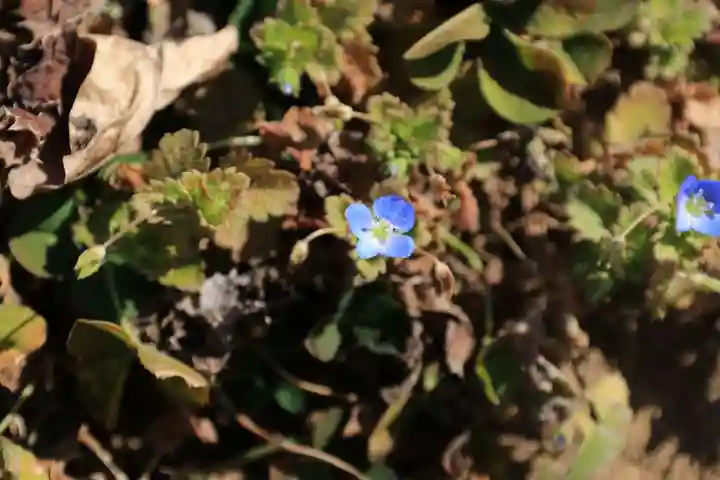 大六天麻王神社の自然