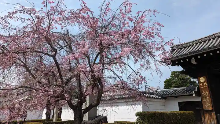 妙顯寺(妙顕寺)の自然