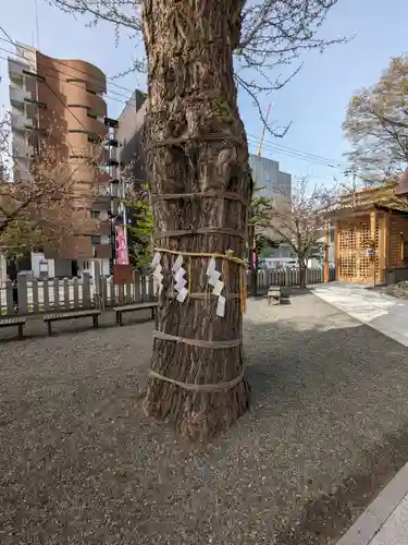 北海道神宮頓宮の自然
