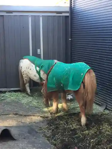 五方山熊野神社の動物