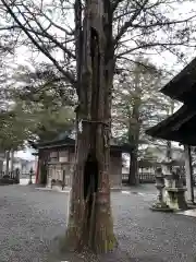 淺間神社（忍野八海）の自然