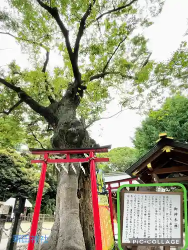 新田神社の自然