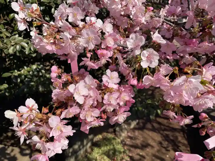 桜神宮(東京都)