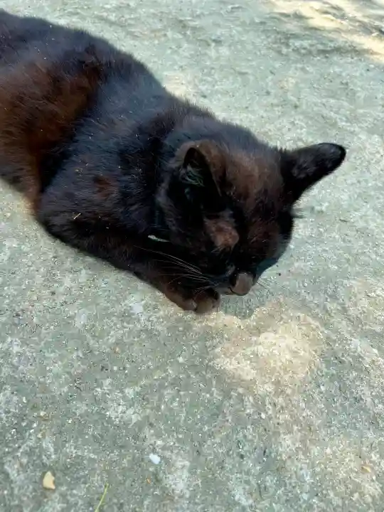 志賀海神社(福岡県)