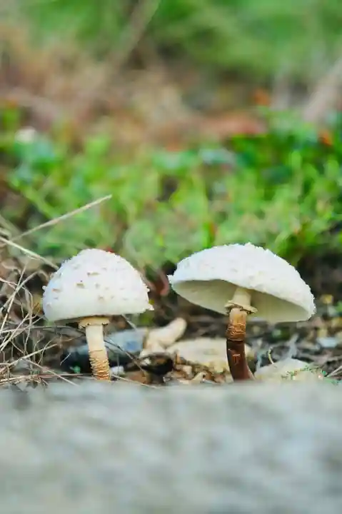 浄土寺(兵庫県)