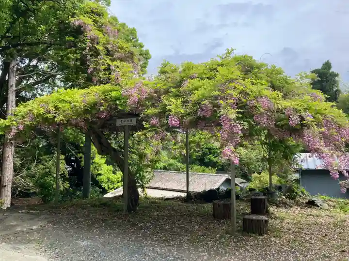 太江寺の{uncategorized: "未分類", other: "その他", undefined: "問題あり", building: "その他建物", grave: "お墓", sacred_gate: "鳥居", guardian: "狛犬", statue: "像", buddha: "仏像", history: "歴史", nature: "自然", garden: "庭園", animal: "動物", pagoda: "塔", temizu: "手水舎", mountain_gate: "山門・神門", sanctuary: "本殿・本堂", subordinate: "末社・摂社", art: "芸術", scenery: "景色", jizo: "地蔵", ema: "絵馬", goshuin: "御朱印", omikuji: "おみくじ", items: "授与品その他", amulet: "お守り", goshuincho: "御朱印帳", eats: "食事", festival: "お祭り", votive_dance: "神楽", shichigosan: "七五三参", wedding: "結婚式", experience: "体験その他", initially: "初詣", around: "周辺", anti_infection: "感染症対策"}