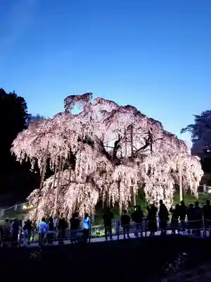 瀧桜神明宮(福島県)