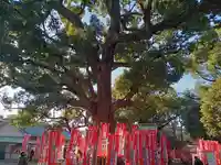 楠珺社(住吉大社末社)の自然