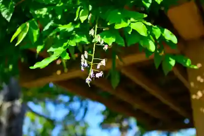 鶴岡八幡宮(神奈川県)
