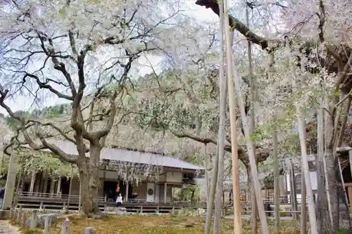 常照皇寺の庭園