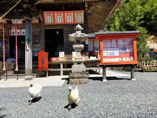 高屋敷稲荷神社の動物