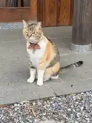 前玉神社の動物