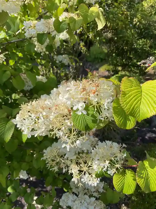間々観音(龍音寺)(愛知県)