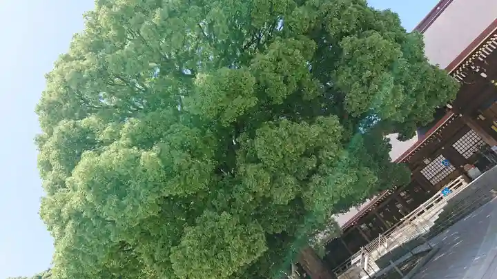 明治神宮の自然