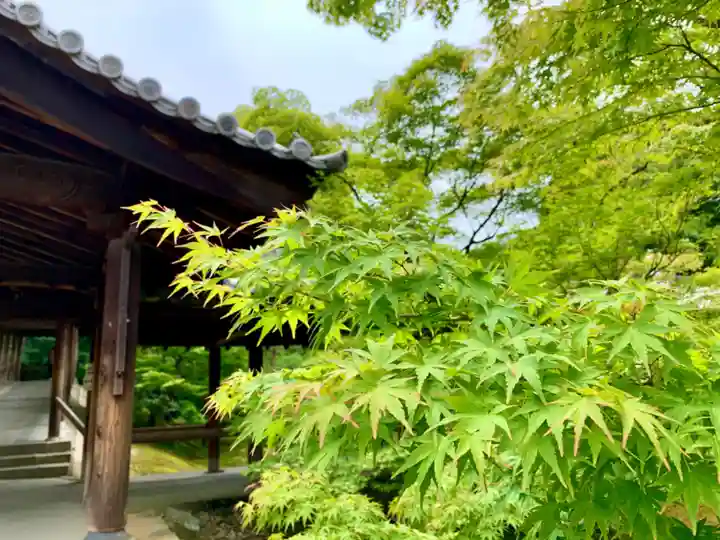 東福禅寺(東福寺)の自然