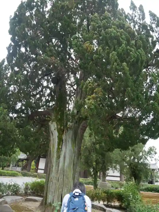 東福禅寺(東福寺)の自然
