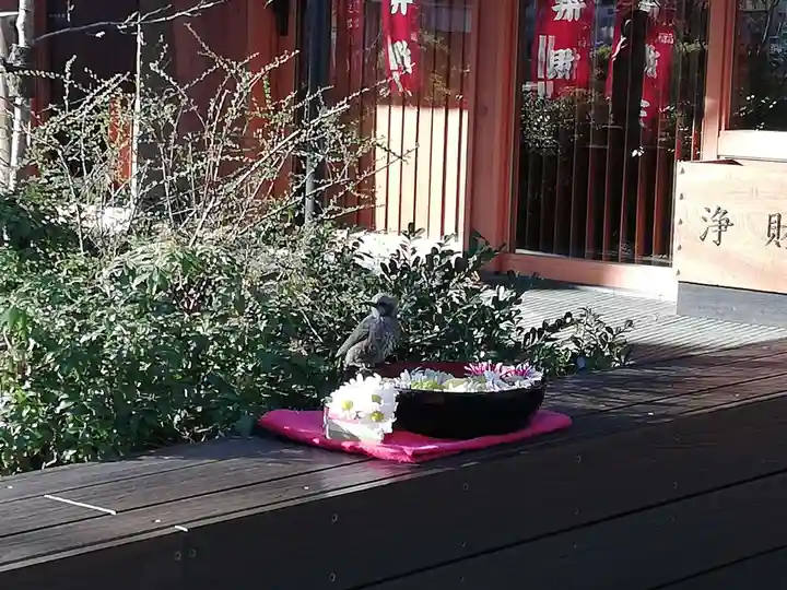 増上寺塔頭 三縁山 宝珠院の動物